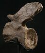 Elegant Diplodocus Caudal Vertebra - Dana Quarry #10146-1